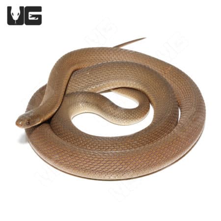 Southern Brown Egg Eating Snake (Dasypeltis inornata)