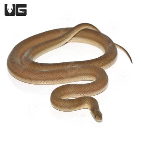 Southern Brown Egg Eating Snake (Dasypeltis inornata)