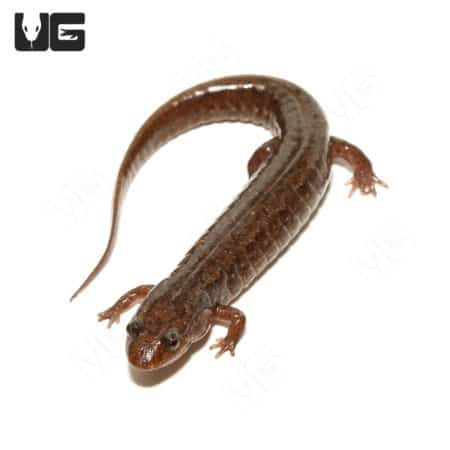 Dusky Salamanders (Desmognathus fuscus) For Sale - Underground Reptiles