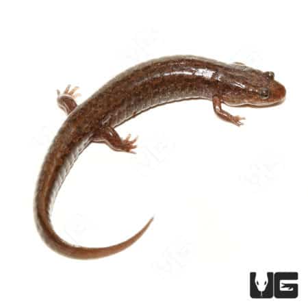 Dusky Salamanders (Desmognathus fuscus) For Sale - Underground Reptiles