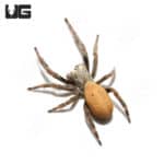 Thailand Velvet Spider (stefodyphus tibialis) For Sale - Underground Reptiles