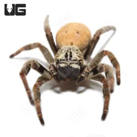Arizona Blonde Tarantulas For Sale - Underground Reptiles