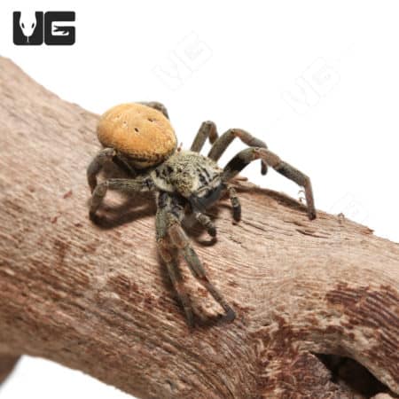 Thailand Velvet Spider (stefodyphus tibialis) For Sale - Underground Reptiles