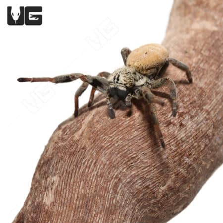 Thailand Velvet Spider (stefodyphus tibialis) For Sale - Underground Reptiles
