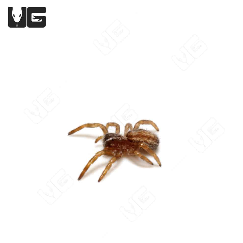 Thailand Velvet Spider (stefodyphus tibialis) For Sale - Underground ...