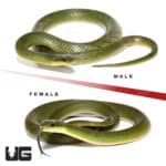 Velvet Swamp Snakes (Liophis typhlus typhlus) For Sale - Underground Reptiles