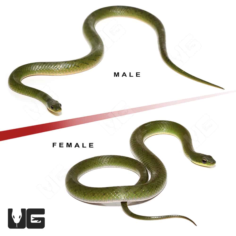 Velvet Swamp Snakes (Liophis typhlus typhlus) For Sale - Underground ...