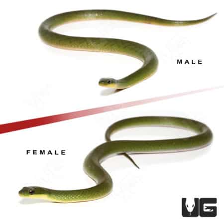 Velvet Swamp Snakes (Liophis typhlus typhlus) For Sale - Underground Reptiles