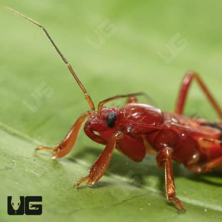 Close-up of a Western Corsair Bug on green leaf.