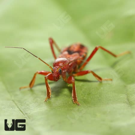 Western Corsair Bug, insect, red, leaf, close-up, nature, reptile, bug, wildlife.