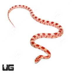 Yearling Red Factor Amel Het Anery Cornsnake (Pantherophis guttatus) For Sale - Underground Reptiles