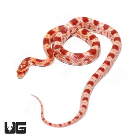 Yearling Red Factor Amel Het Anery Cornsnake (Pantherophis guttatus) For Sale - Underground Reptiles