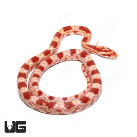 Yearling Red Factor Amel Het Anery Cornsnake (Pantherophis guttatus) For Sale - Underground Reptiles