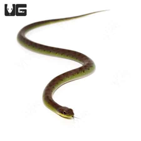 Velvet Swamp Snakes (Liophis typhlus typhlus) For Sale - Underground Reptiles