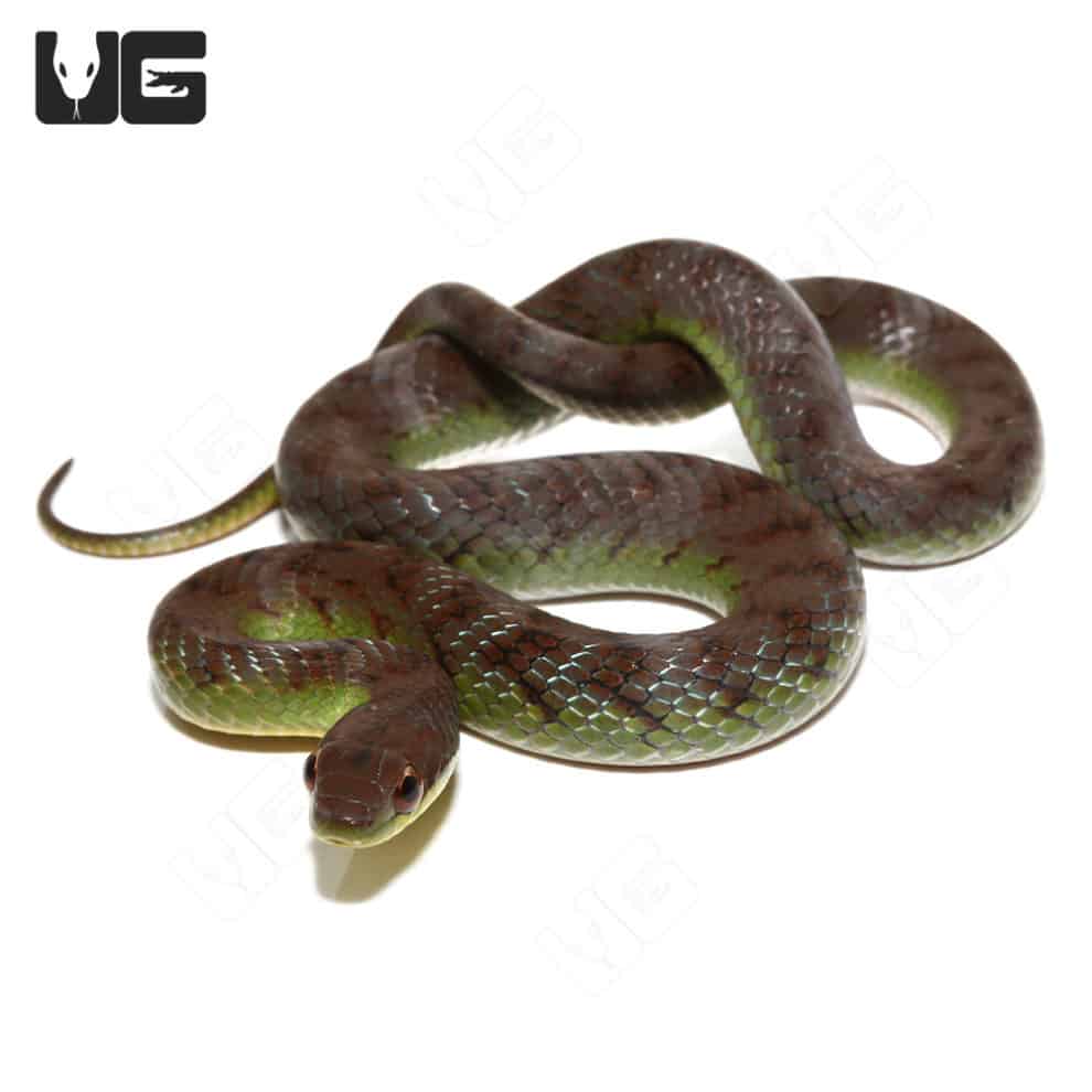 Velvet Swamp Snakes For Sale - Underground Reptiles