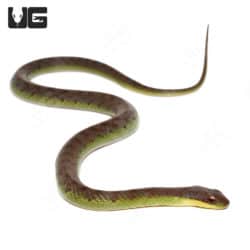 Velvet Swamp Snakes For Sale - Underground Reptiles