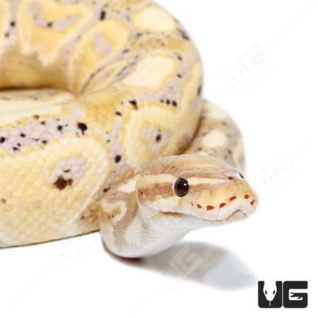 2021 Male Banana Hurricane Pastel 50% Het Clown Ball Python (#042) (Python regius) For Sale - Underground Reptiles