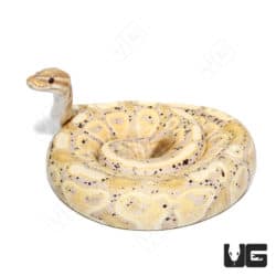 2021 Male Banana Hurricane Pastel 50% Het Clown Ball Python (#042) (Python regius) For Sale - Underground Reptiles