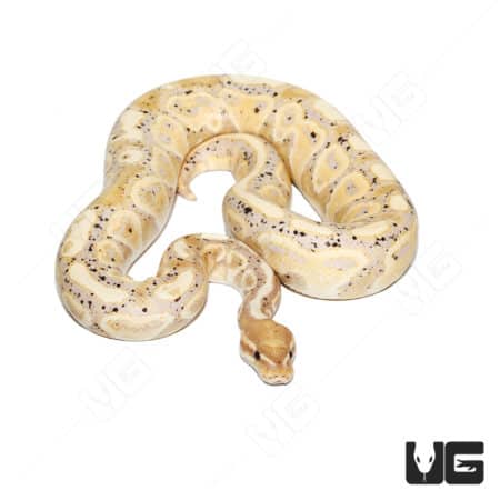 Banana Hurricane Pastel Ball Python, 50% Het Clown, from Underground Reptiles.