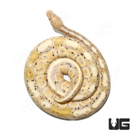 Banana Hurricane Pastel Ball Python, 2021 male, vibrant pastel coloration, unique genetic pattern.