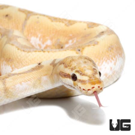 Close-up of a Banana Hurricane Spider Pastel Woma with clown gene, showing detailed scales and tongu.