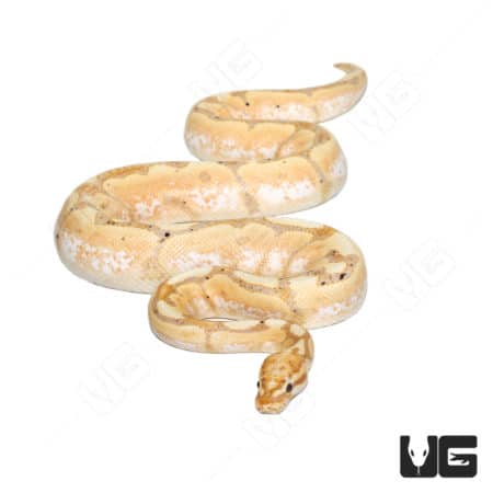 Banana Hurricane Spider Pastel Woma 50% Het Clown snake, vibrant and unique reptile.