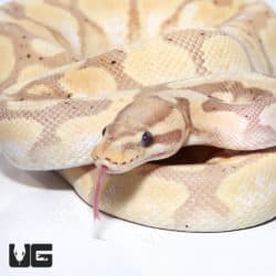 2021 Male Banana Orange Dream YB 50% Double Het Pied And Albino Ball Python (Python regius) For Sale - Underground Reptiles