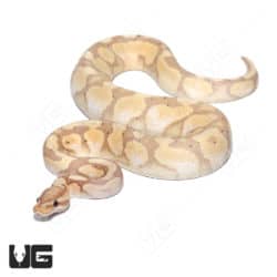 2021 Male Banana Orange Dream YB 50% Double Het Pied And Albino Ball Python (Python regius) For Sale - Underground Reptiles