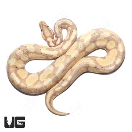 2021 Male Banana Orange Dream YB 50% Double Het Pied And Albino Ball Python (Python regius) For Sale - Underground Reptiles