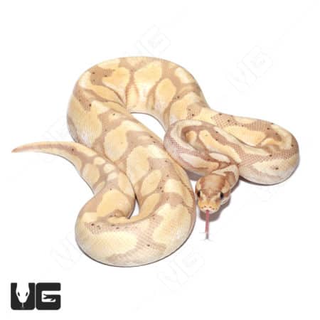 2021 Male Banana Orange Dream YB 50% Double Het Pied And Albino Ball Python (Python regius) For Sale - Underground Reptiles