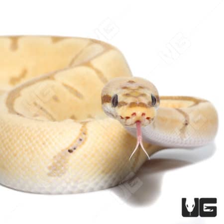2021 Female Banana Leopard Orange Dream Spider Double Het Hypo Pied Ball Python (Python regius) For Sale - Underground Reptiles