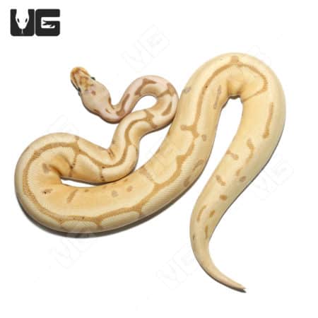 2021 Female Banana Leopard Orange Dream Spider Double Het Hypo Pied Ball Python (Python regius) For Sale - Underground Reptiles