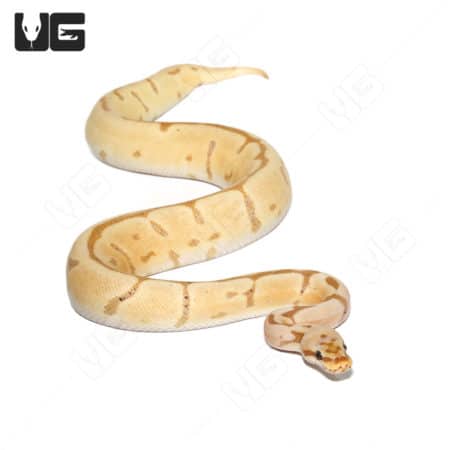 2021 Female Banana Leopard Orange Dream Spider Double Het Hypo Pied Ball Python (Python regius) For Sale - Underground Reptiles