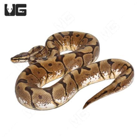2021 Male Hurricane Spider Pastel 50% Triple Het Rainbow Hypo Pied Ball Python (Python regius) For Sale - Underground Reptiles
