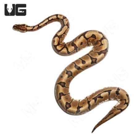 2021 Male Hurricane Spider Pastel 50% Triple Het Rainbow Hypo Pied Ball Python (Python regius) For Sale - Underground Reptiles