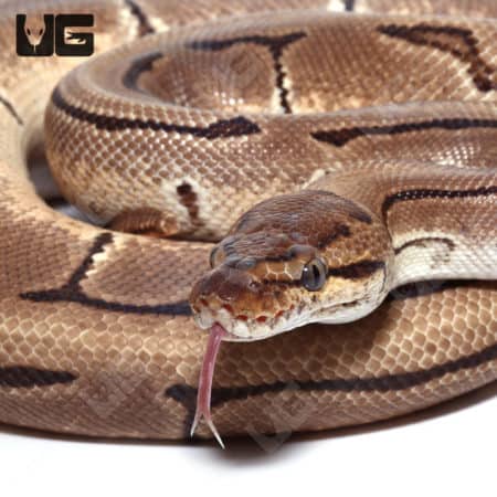 2021 Orange Dream Cryptic Pinstripe Het Ultramel Ball Python (Python regius) For Sale - Underground Reptiles
