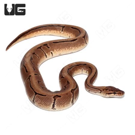2021 Orange Dream Cryptic Pinstripe Het Ultramel Ball Python (Python regius) For Sale - Underground Reptiles