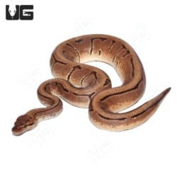 2021 Orange Dream Cryptic Pinstripe Het Ultramel Ball Python (Python regius) For Sale - Underground Reptiles