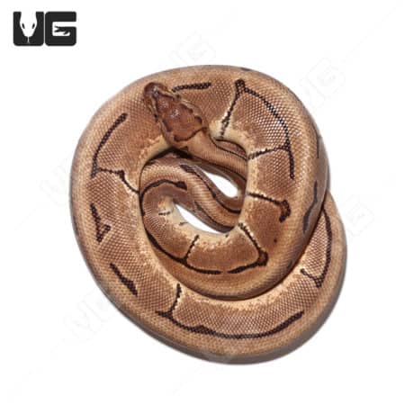 2021 Orange Dream Cryptic Pinstripe Het Ultramel Ball Python (Python regius) For Sale - Underground Reptiles