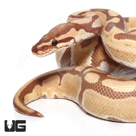 2021 Male Orange Dream Ultra-mel 66% Het Cryptic Ball Python (Python regius) For Sale - Underground Reptiles