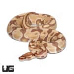2021 Male Orange Dream Ultra-mel 66% Het Cryptic Ball Python (Python regius) For Sale - Underground Reptiles