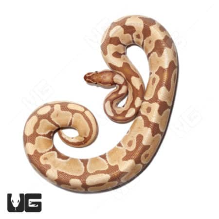 2021 Male Orange Dream Ultra-mel 66% Het Cryptic Ball Python (Python regius) For Sale - Underground Reptiles
