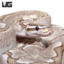 2021 Male VPI Axanthic Fire Bamboo Ball Python (Python regius) For Sale - Underground Reptiles