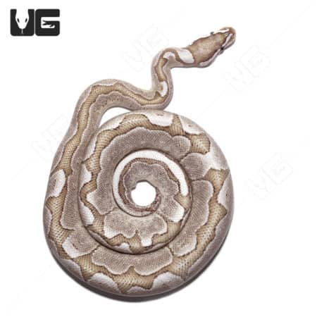 2021 Male VPI Axanthic Fire Bamboo Ball Python (Python regius) For Sale - Underground Reptiles