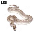 2021 Male VPI Axanthic Fire Bamboo Ball Python (Python regius) For Sale - Underground Reptiles