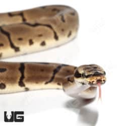 2022 Male Leopard Spider Yellowbelly Double Het Hypo Pied Ball Python (#046) (Python regius) For Sale - Underground Reptiles