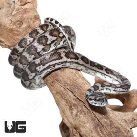 Double Het Albino Axanthic Carpet Python on a branch.
