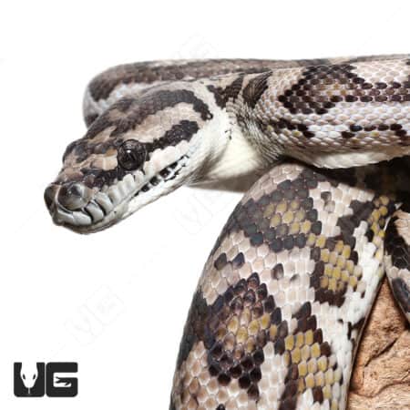 66% Double Het Albino Axanthic (Snow) Python (#073, #076) (Morelia spilota ) For Sale - Underground Reptiles