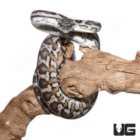 Albino Axanthic Carpet Python, 66% Double Het, on natural wood branch.