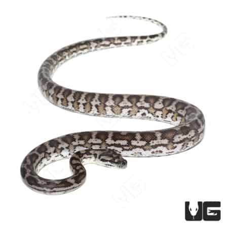 Albino Axanthic Carpet Python showcasing unique pattern and coloration.